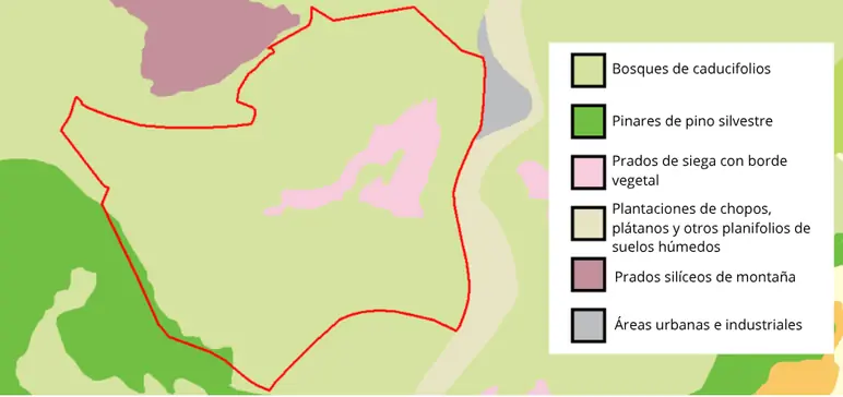 Tipos de vegetación en el bosque de Angelats