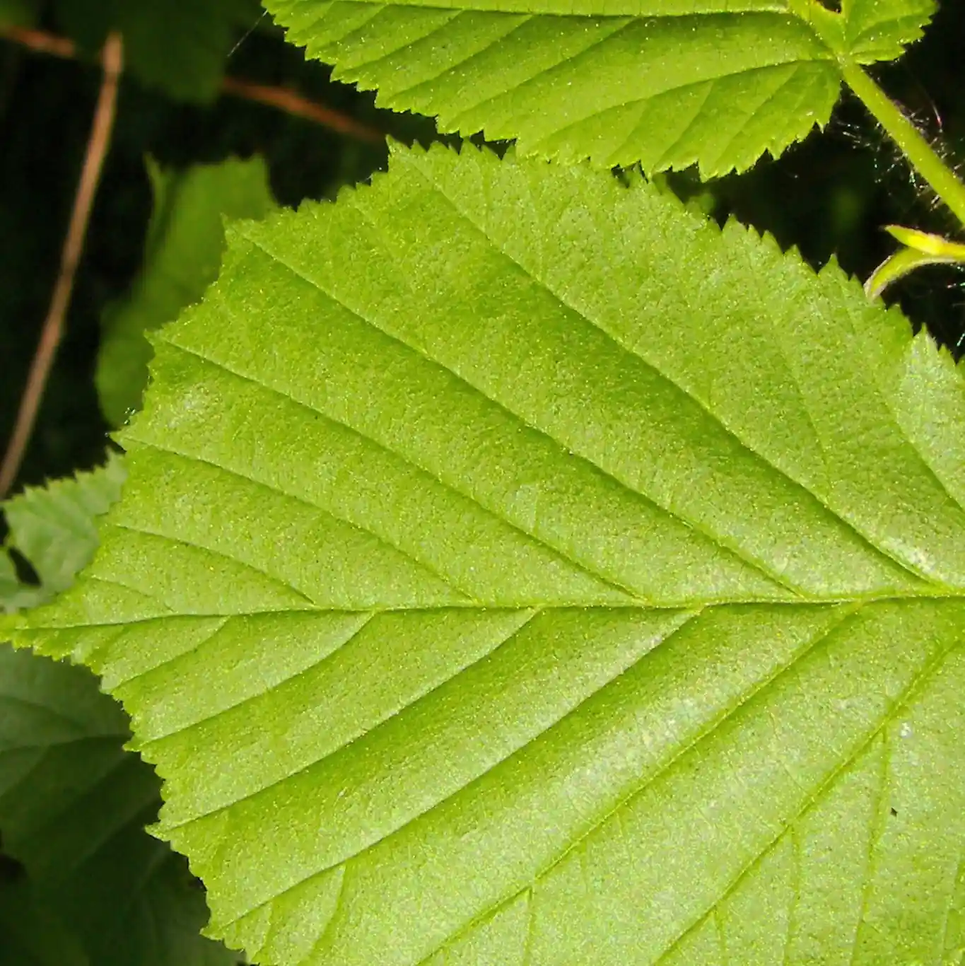 Avellano (Corylus avellana)