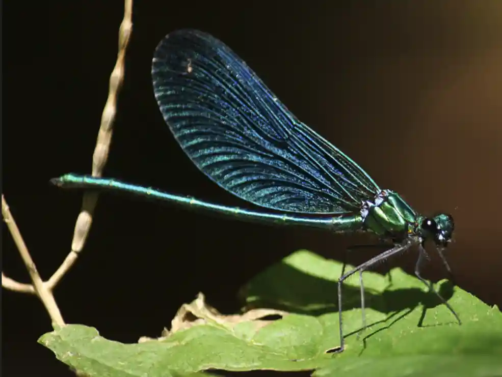 Calopteryx virgo
