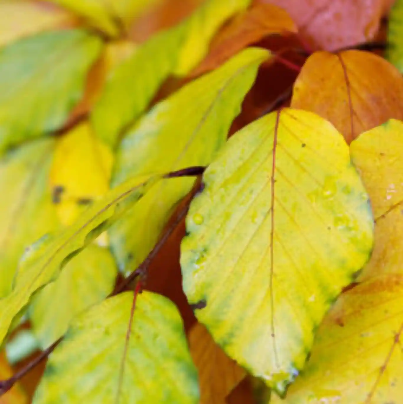 Haya (Fagus Sylvatica)