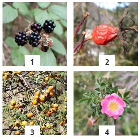 Plantas que alimentan