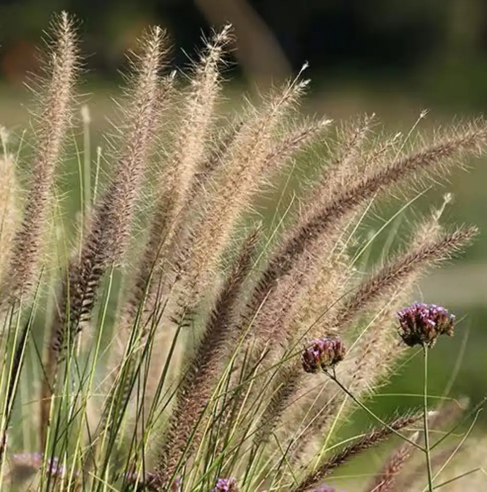 Las gramíneas del prado